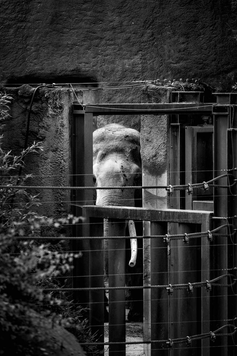 an elephant is standing behind a wire fence