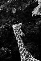 The unique, velvety coat of an okapi highlighted against the earthy tones of the forest floor.