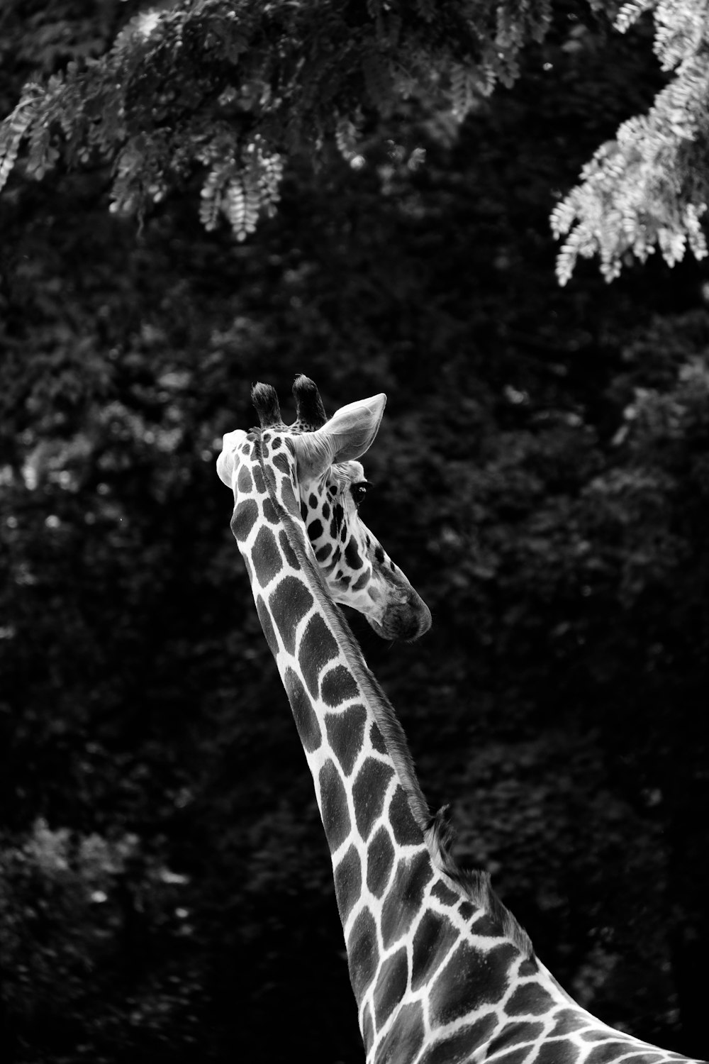 a black and white photo of a giraffe