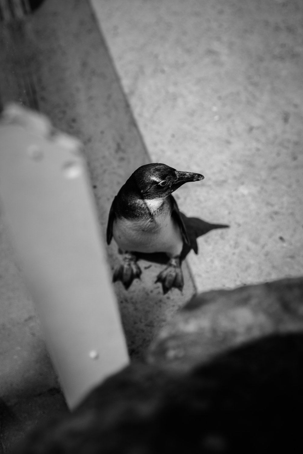 a black and white photo of a small bird