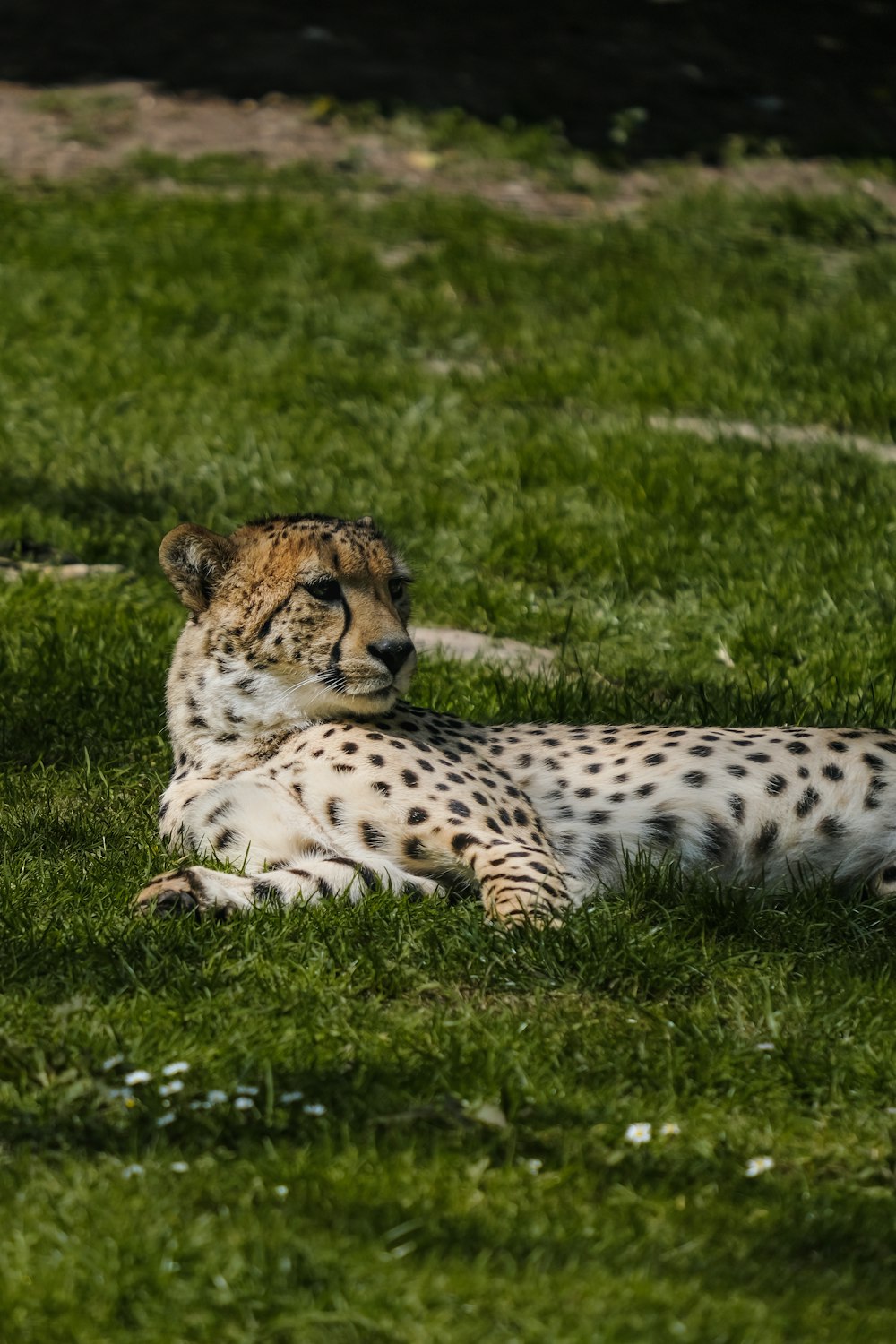 a cheetah laying in the grass with its eyes closed