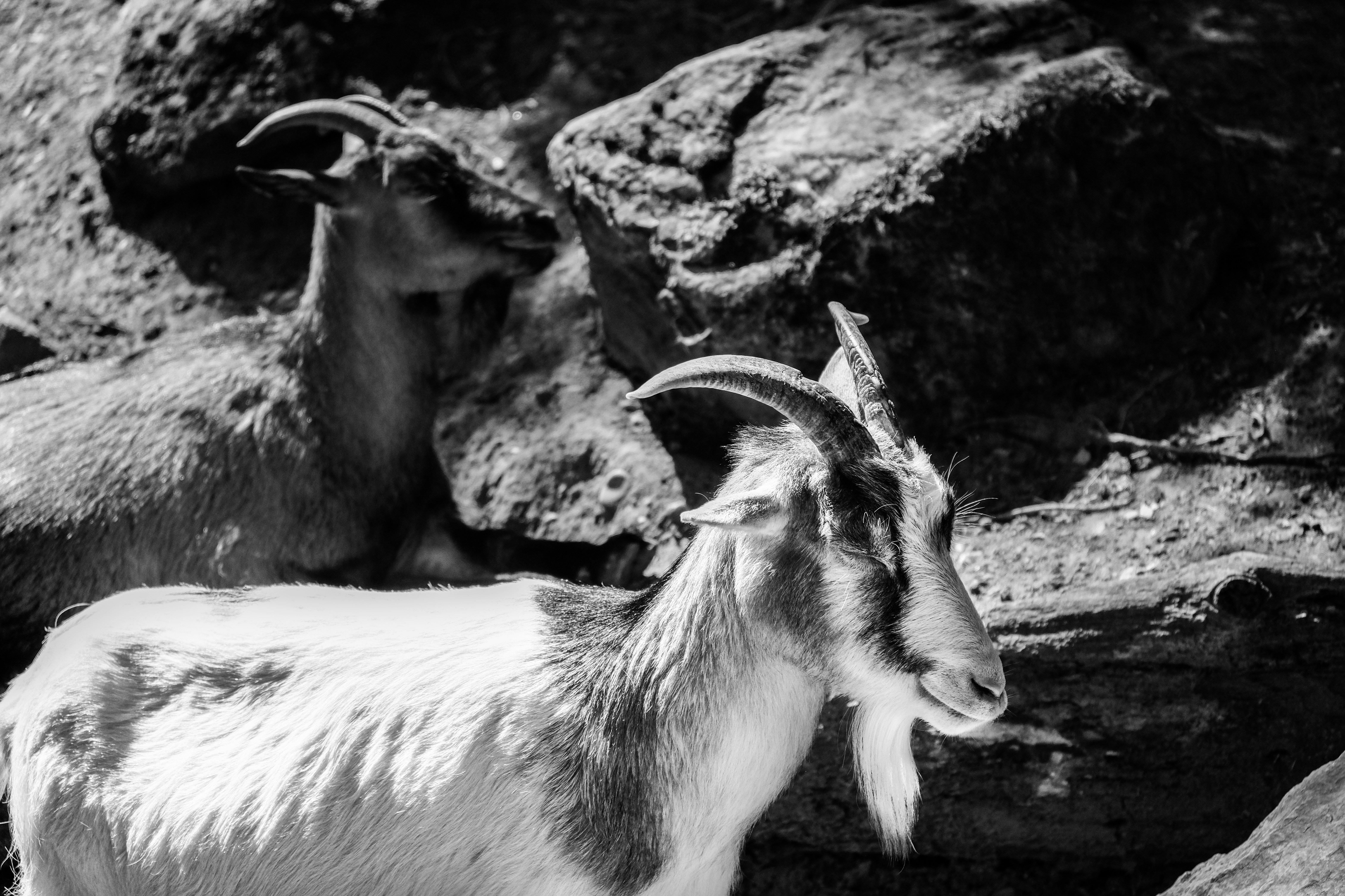 a black and white photo of a mountain goat