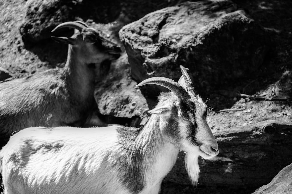 a black and white photo of a mountain goat