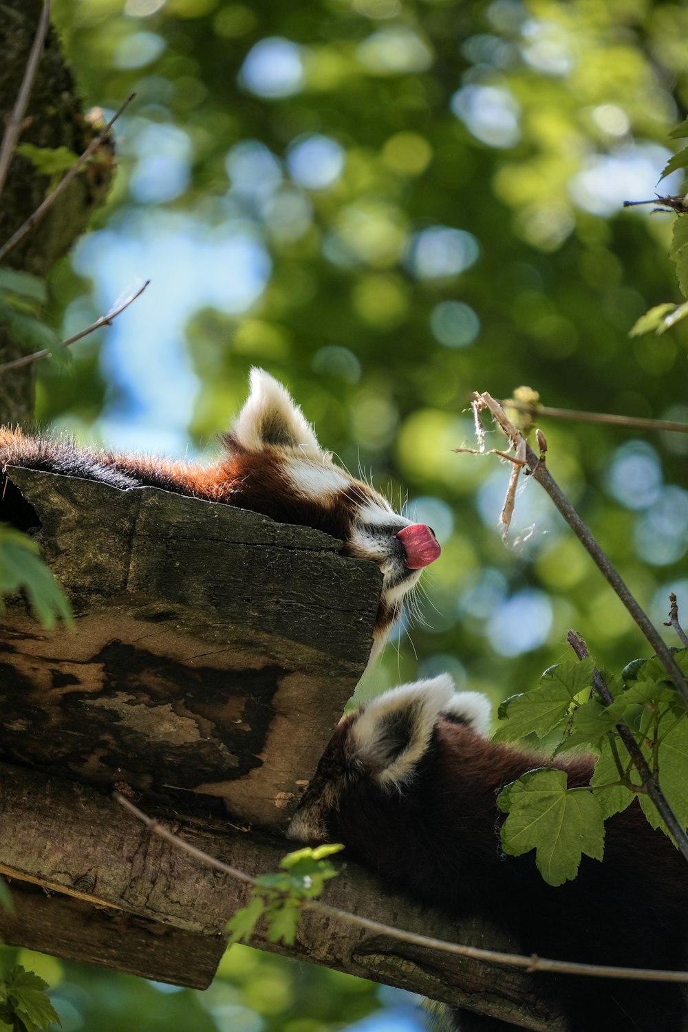 a red panda sleeping on top of a tree branch