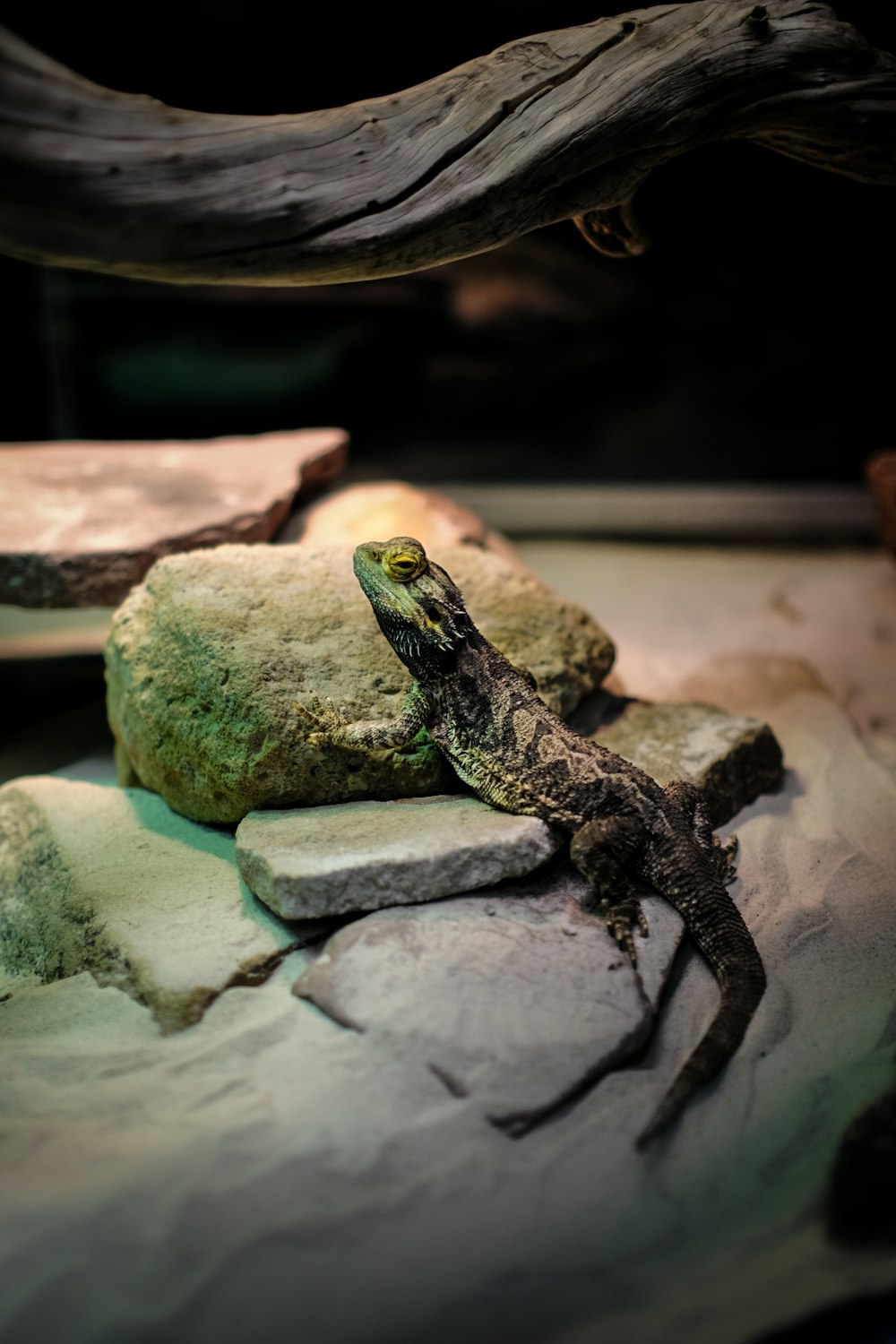 a lizard sitting on top of a rock next to a tree