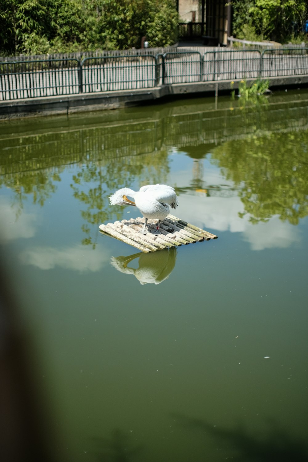 a seagull sitting on a piece of wood in the water