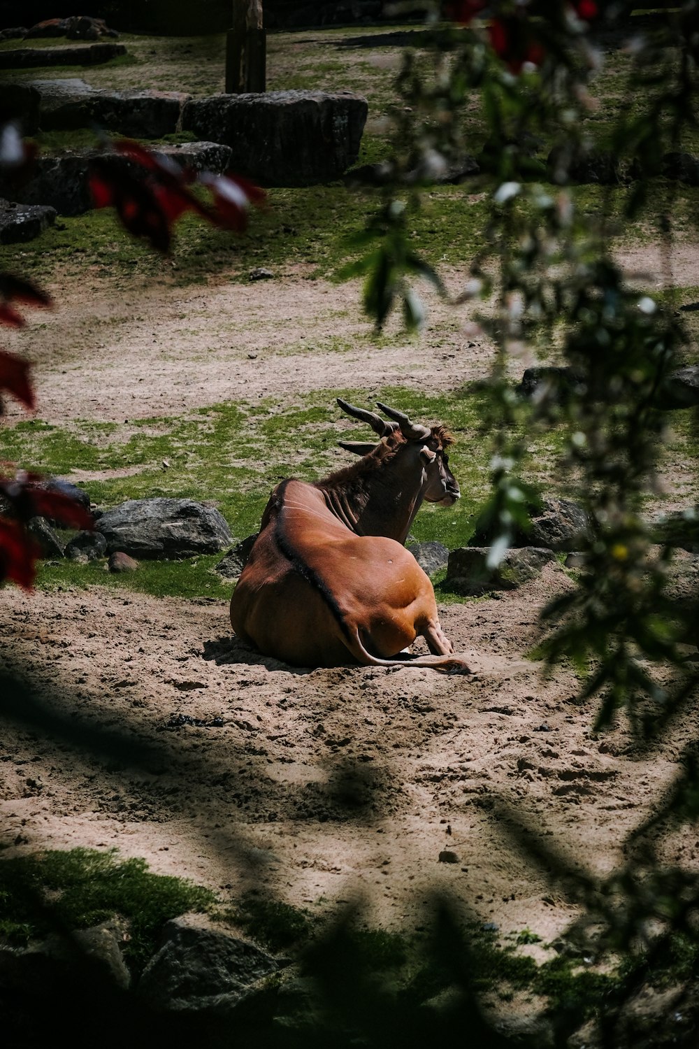 an animal that is laying down in the dirt