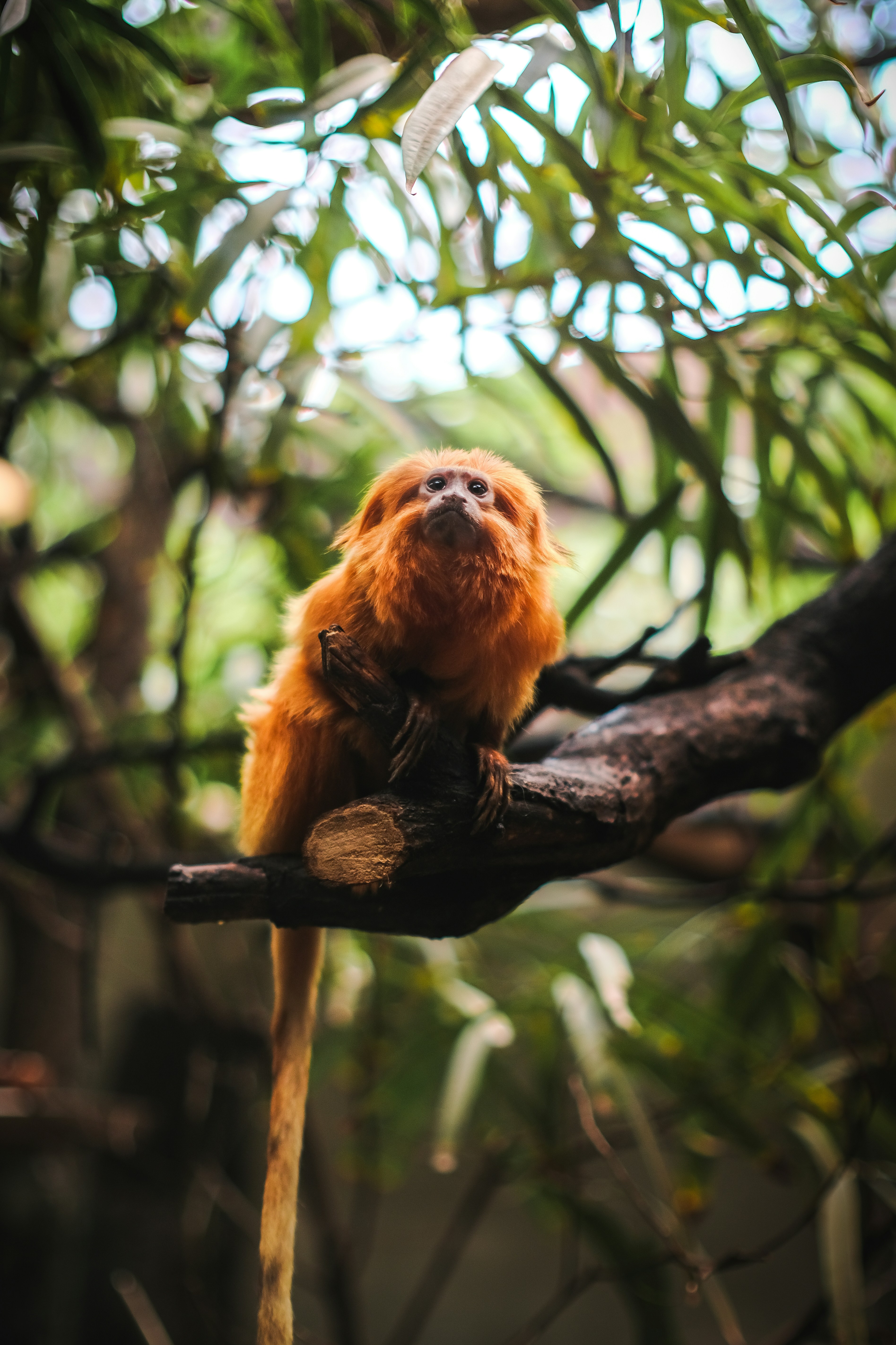 Close-up photograph of a golden lion tamarin perched on a branch in a lush rainforest, with soft bokeh and sunlit foliage in the background.