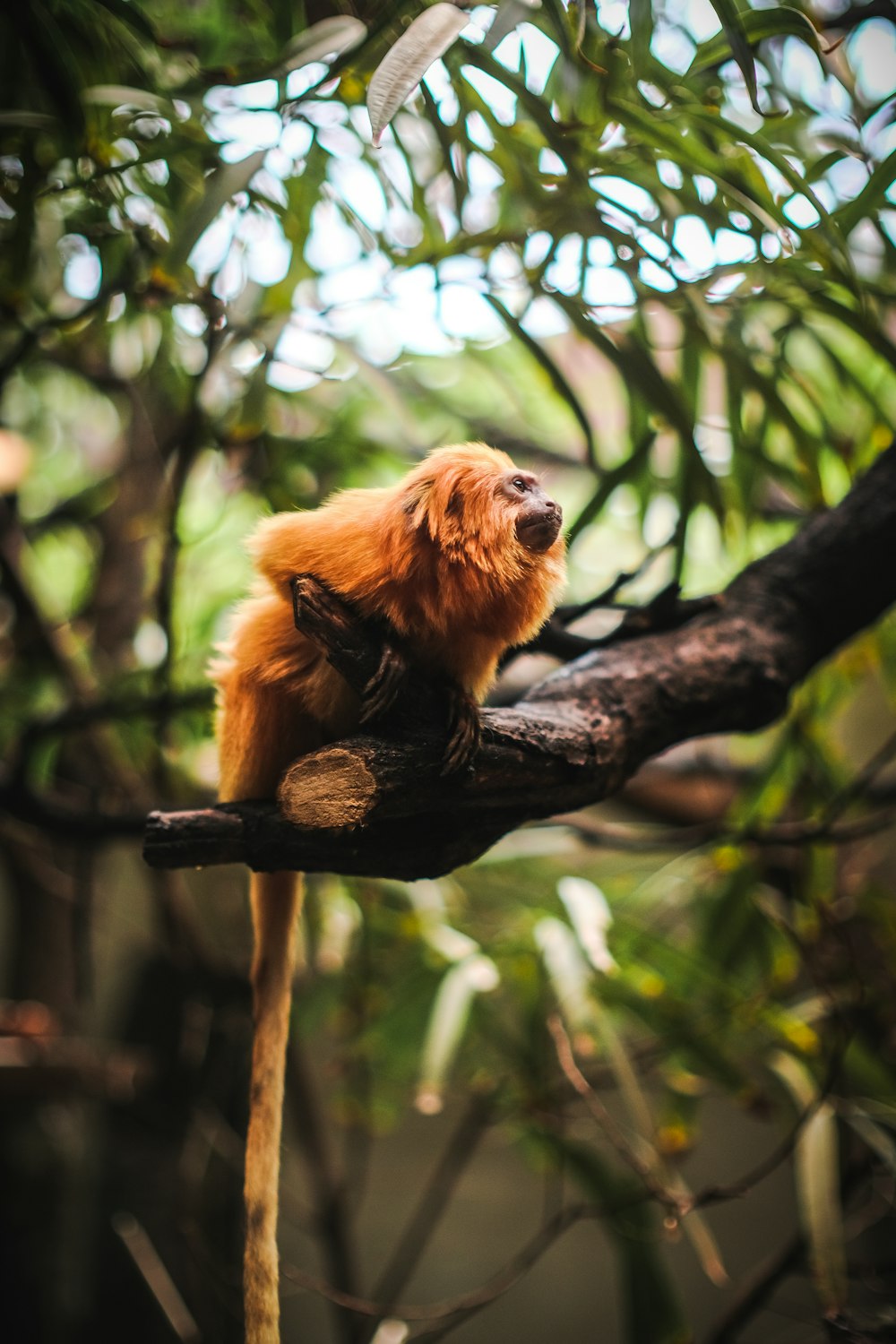 a monkey is sitting on a tree branch