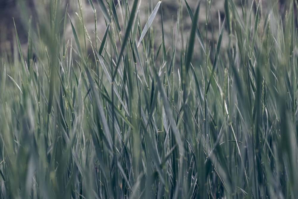 a bunch of tall green grass in a field