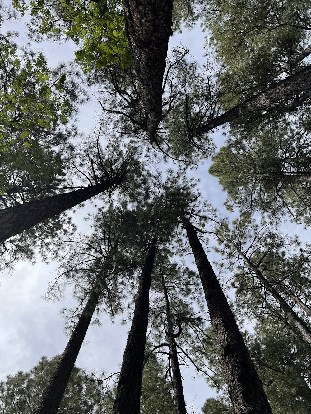 looking up at tall trees in a forest