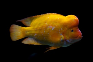 Soft Plastic Minnow
