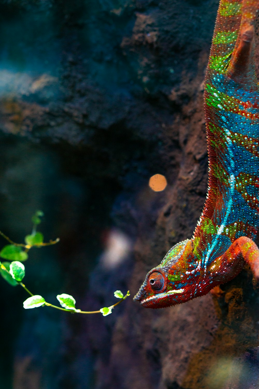 a colorful lizard hanging from a tree branch