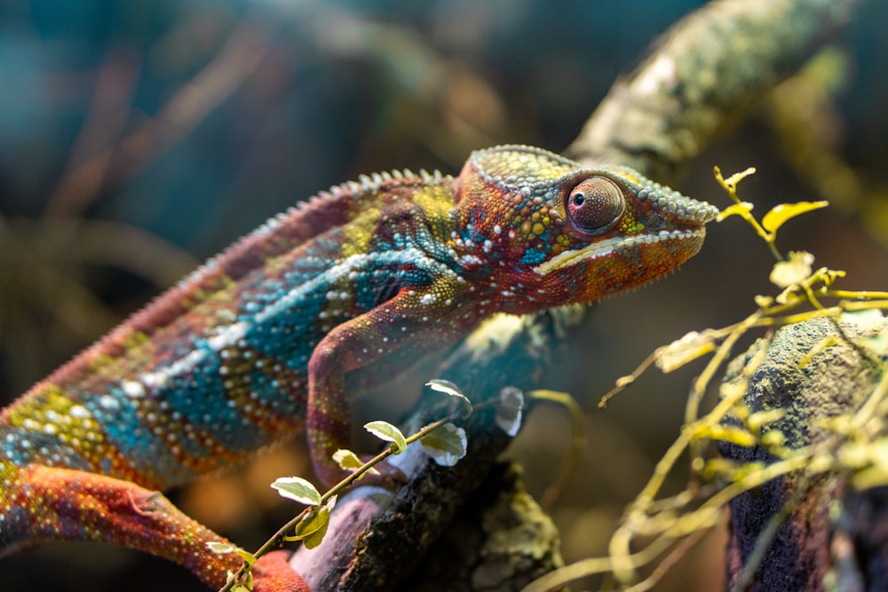 a colorful chamelon sitting on a tree branch