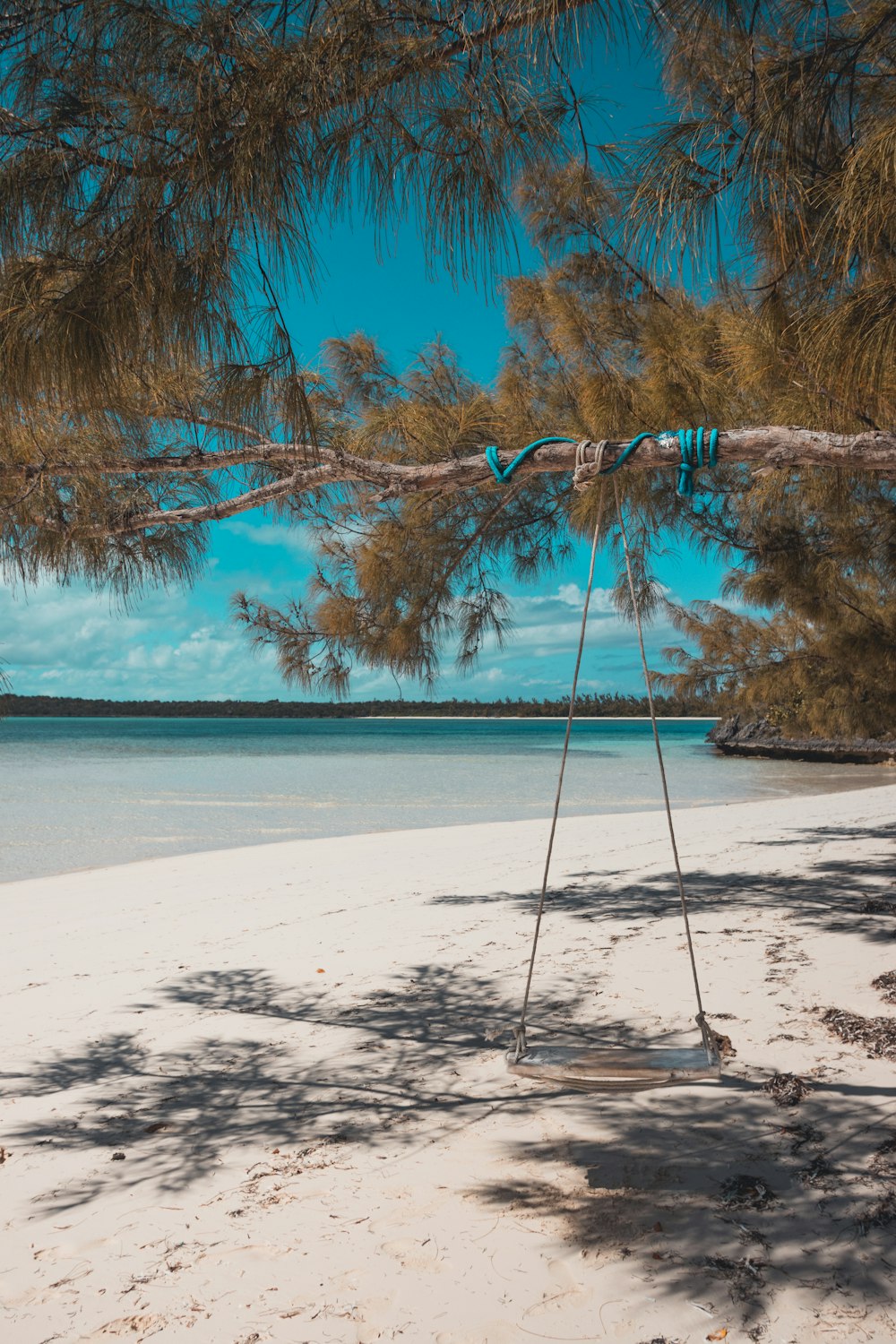 a tree branch hanging over a beach with a body of water in the background