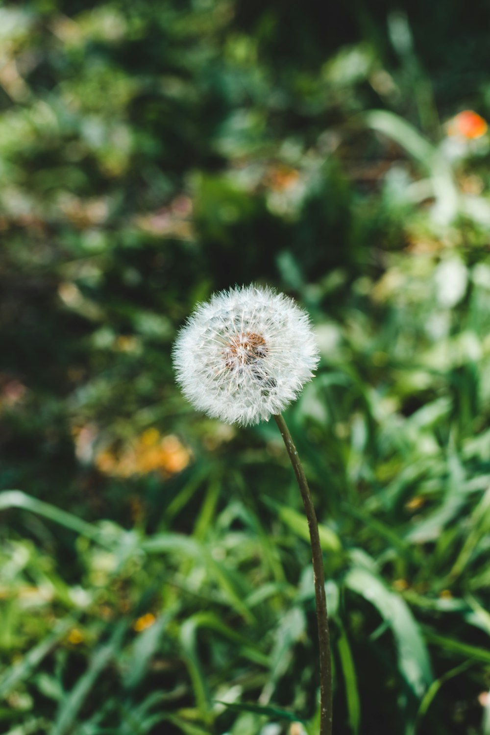 a dandelion in a field of green grass