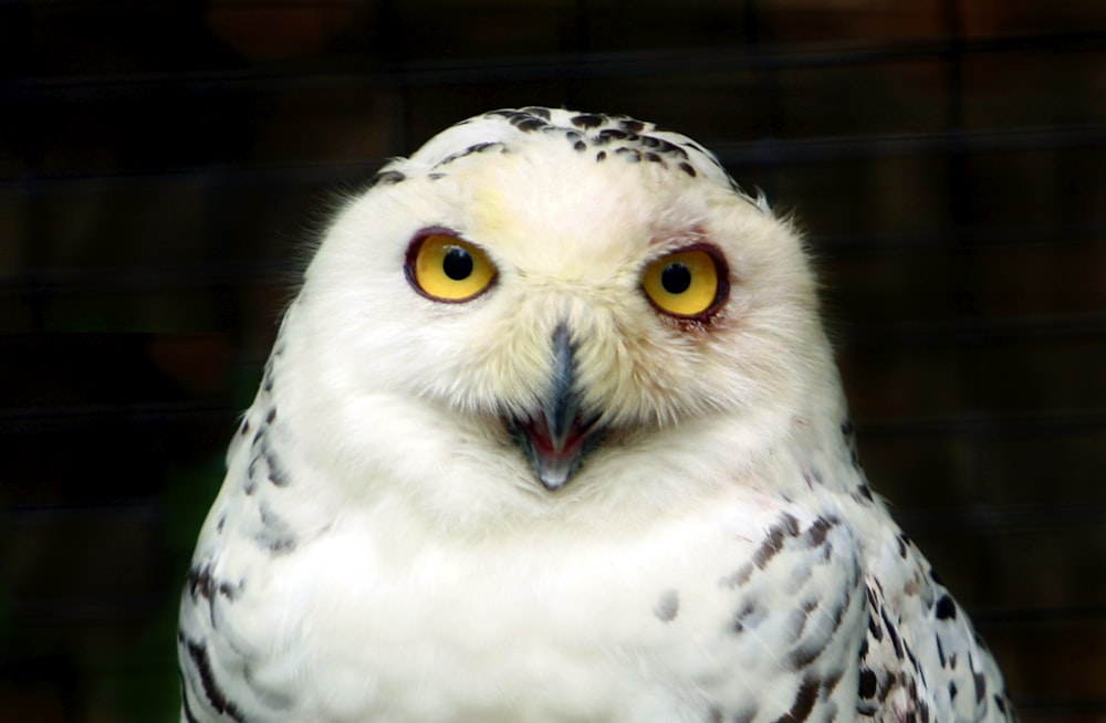 a close up of a white owl with yellow eyes