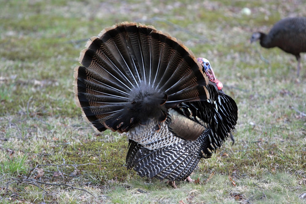 a large bird with a long tail standing in the grass