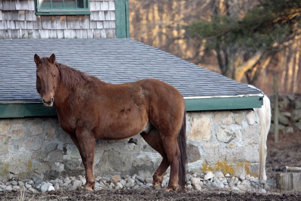 a brown horse standing next to a stone wall
