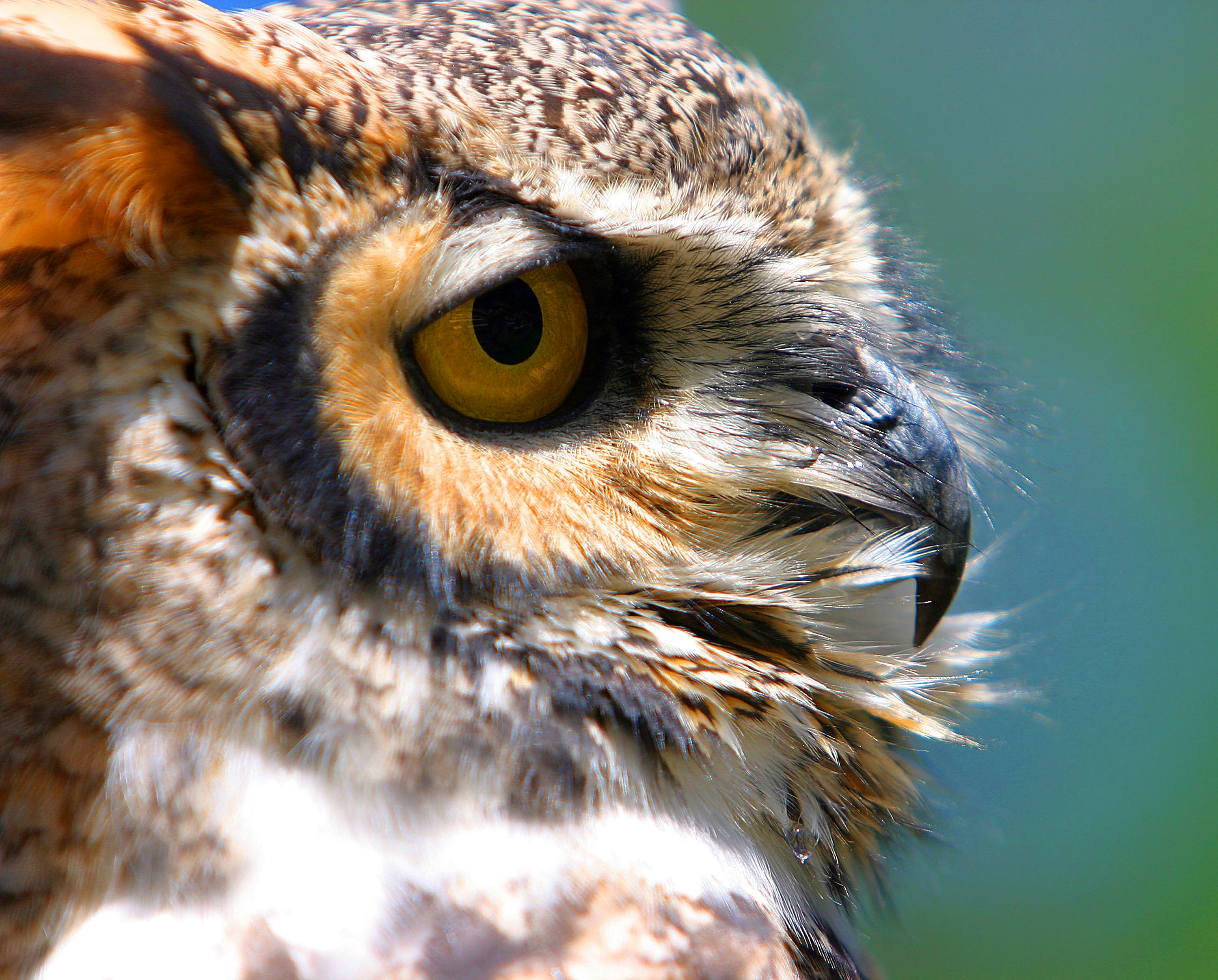 흐릿한 배경의 올빼미 얼굴 클로즈업 사진 – Unsplash의 무료 고양이 이미지, image size:3000x2414