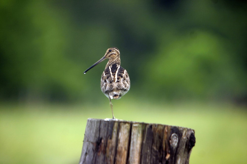 a small bird sitting on top of a wooden post