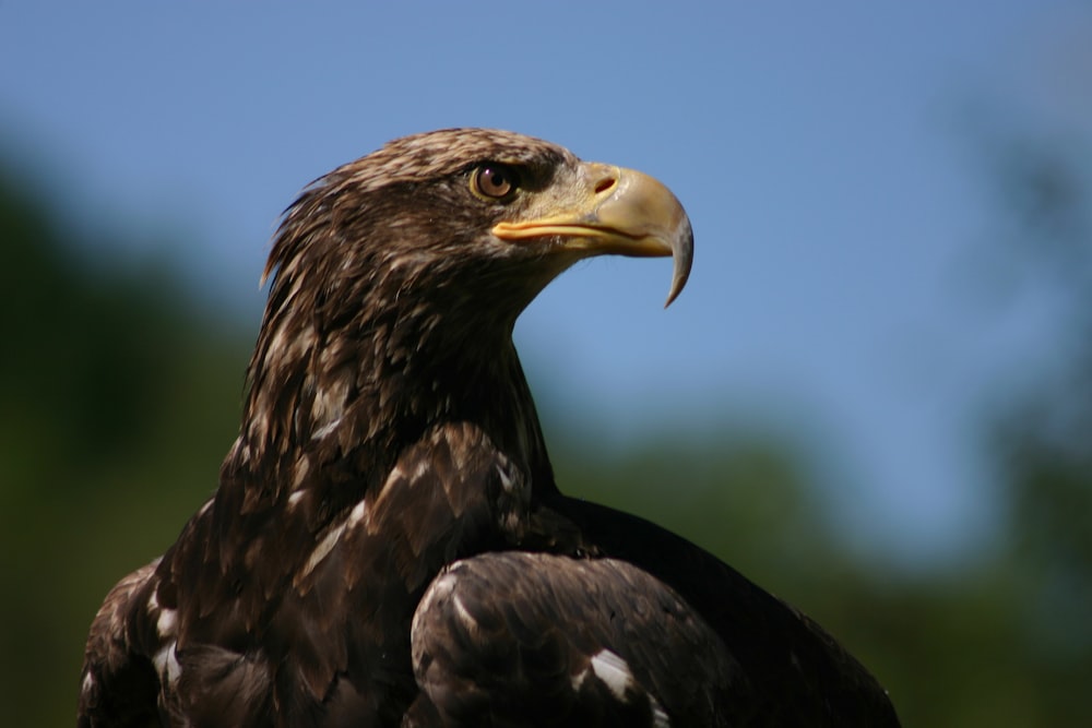 a close up of a bird of prey