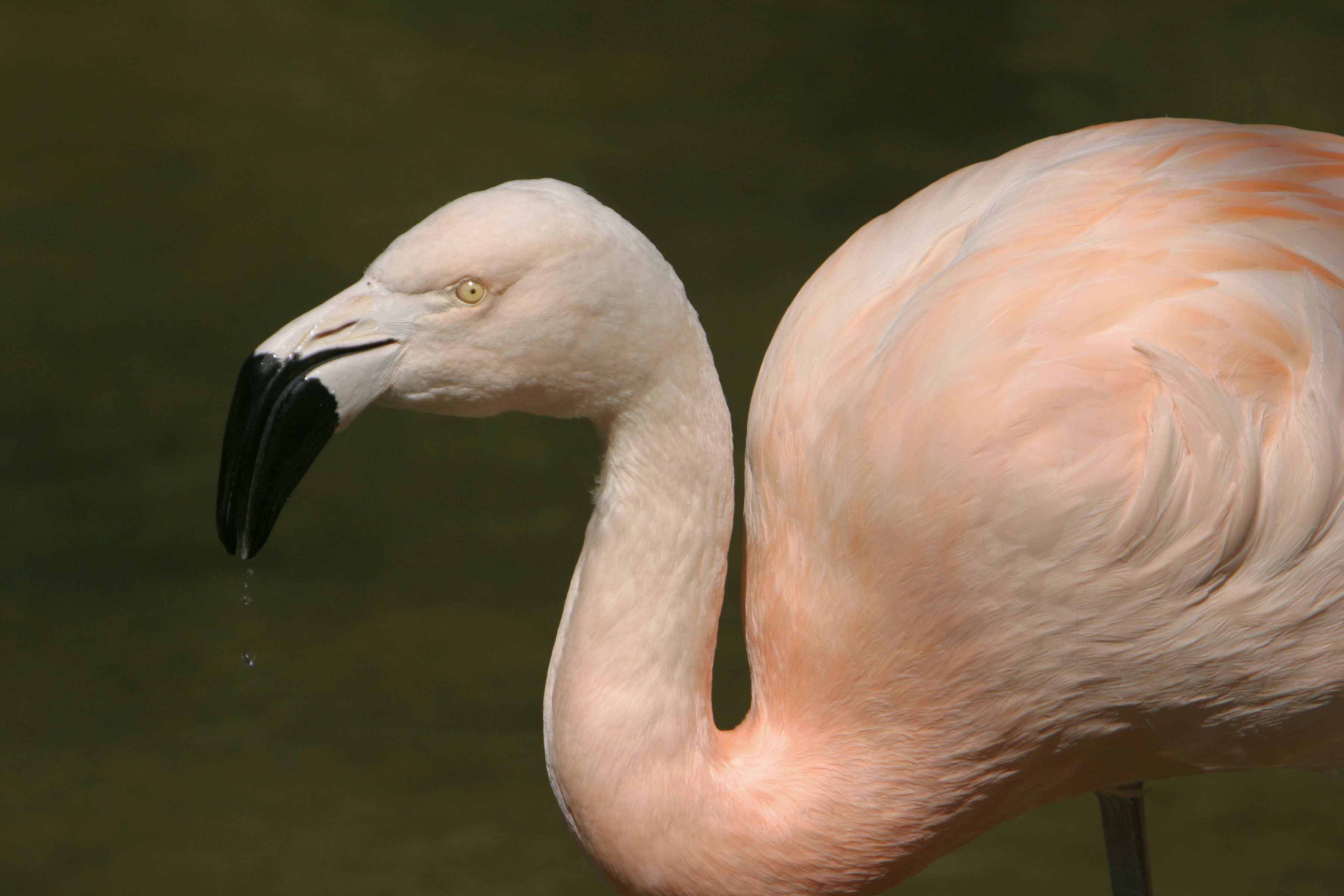 Close up pink flamingo
