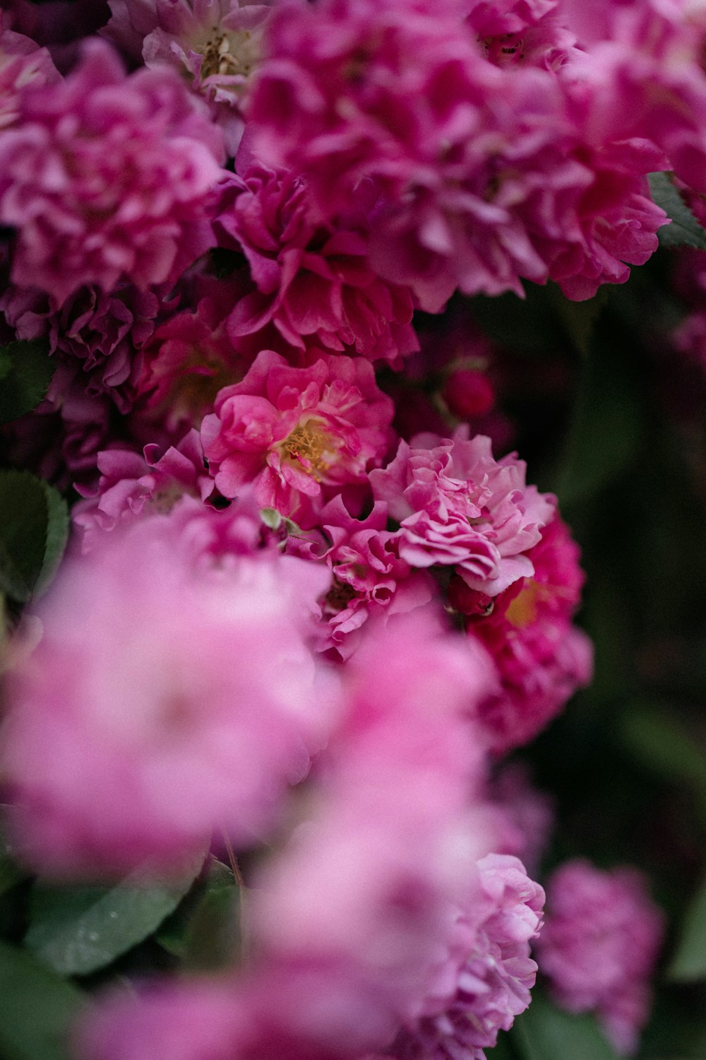 a bunch of pink flowers with green leaves