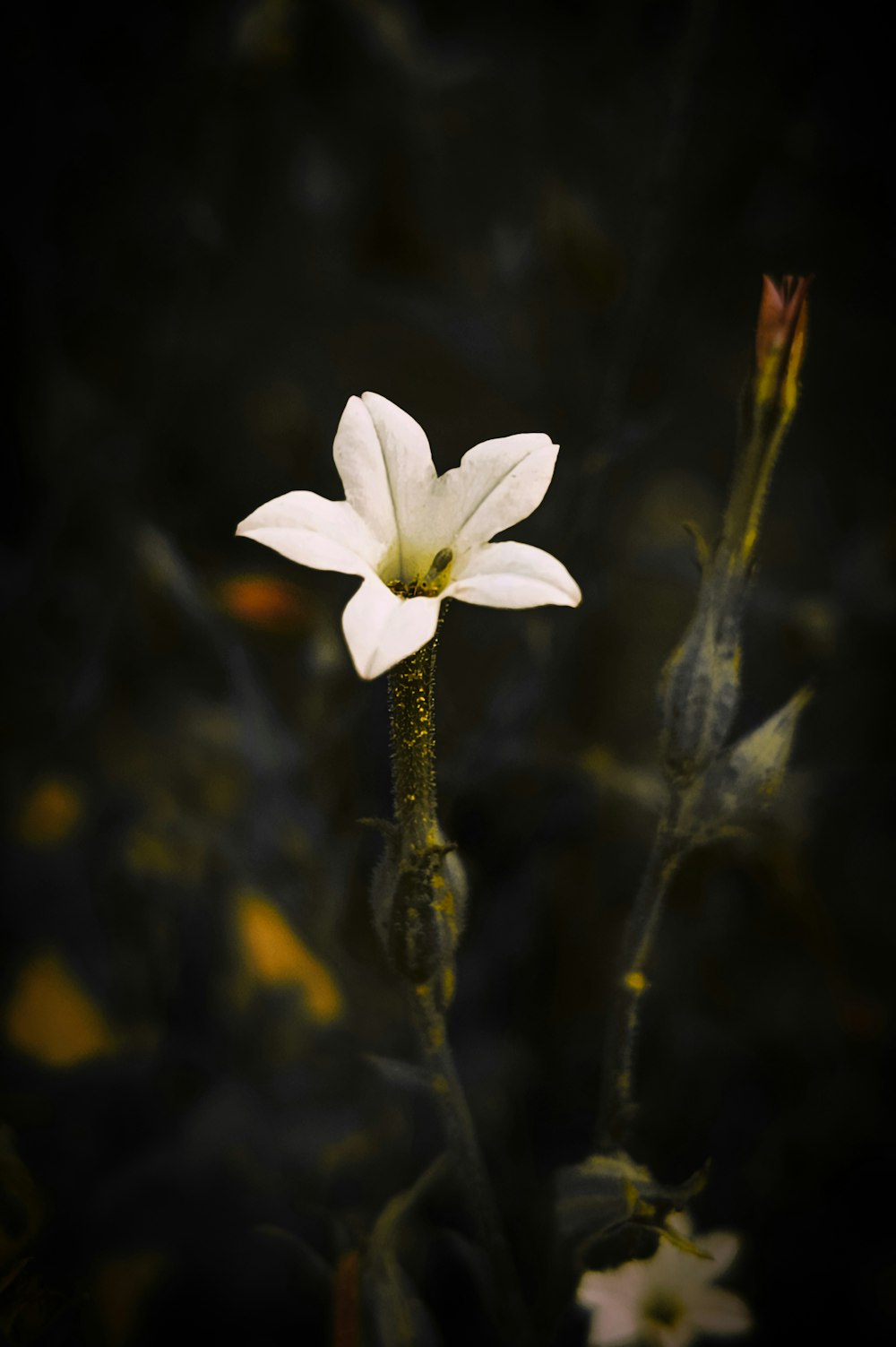 a single white flower with a black background