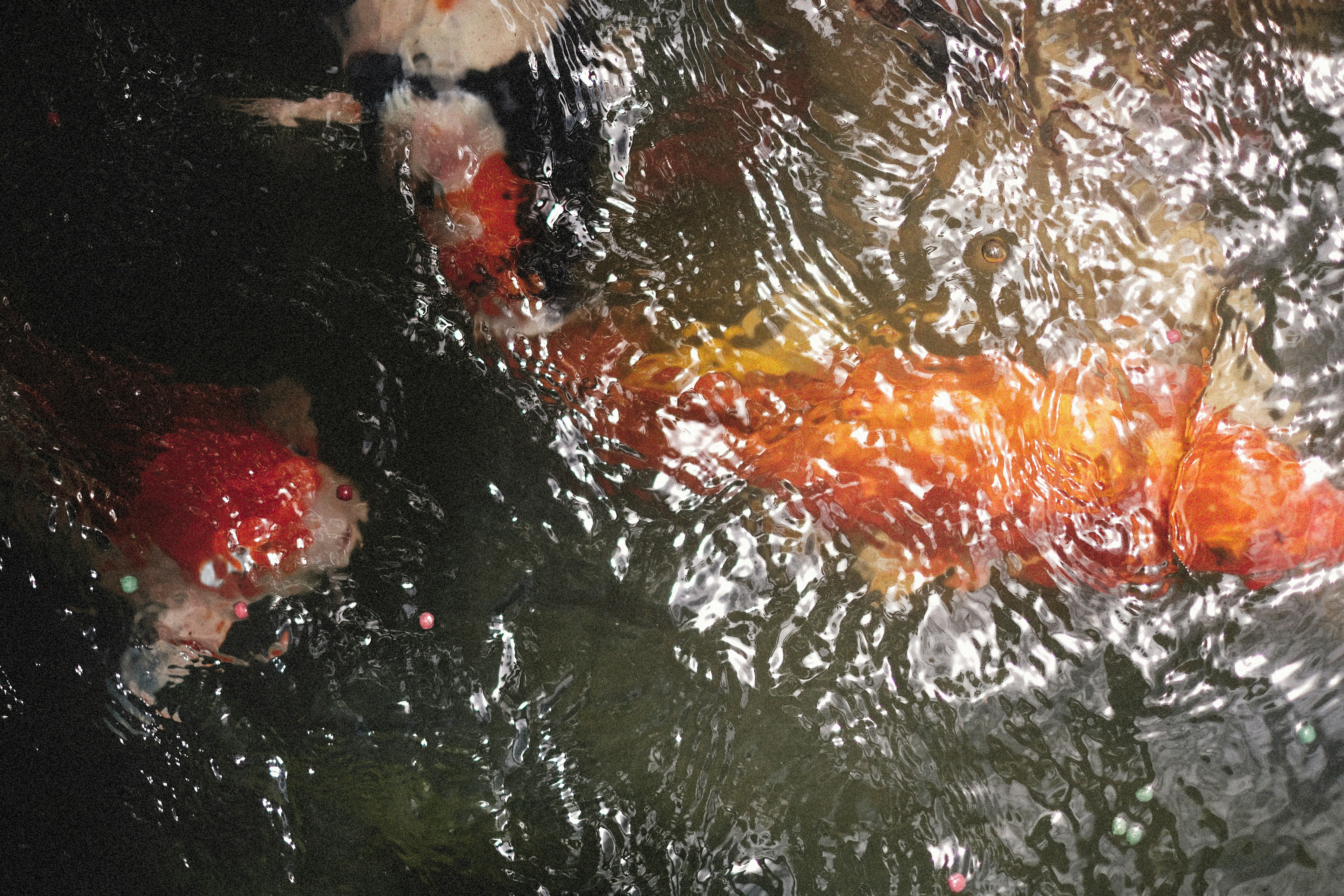 Photo by alexeydemidov