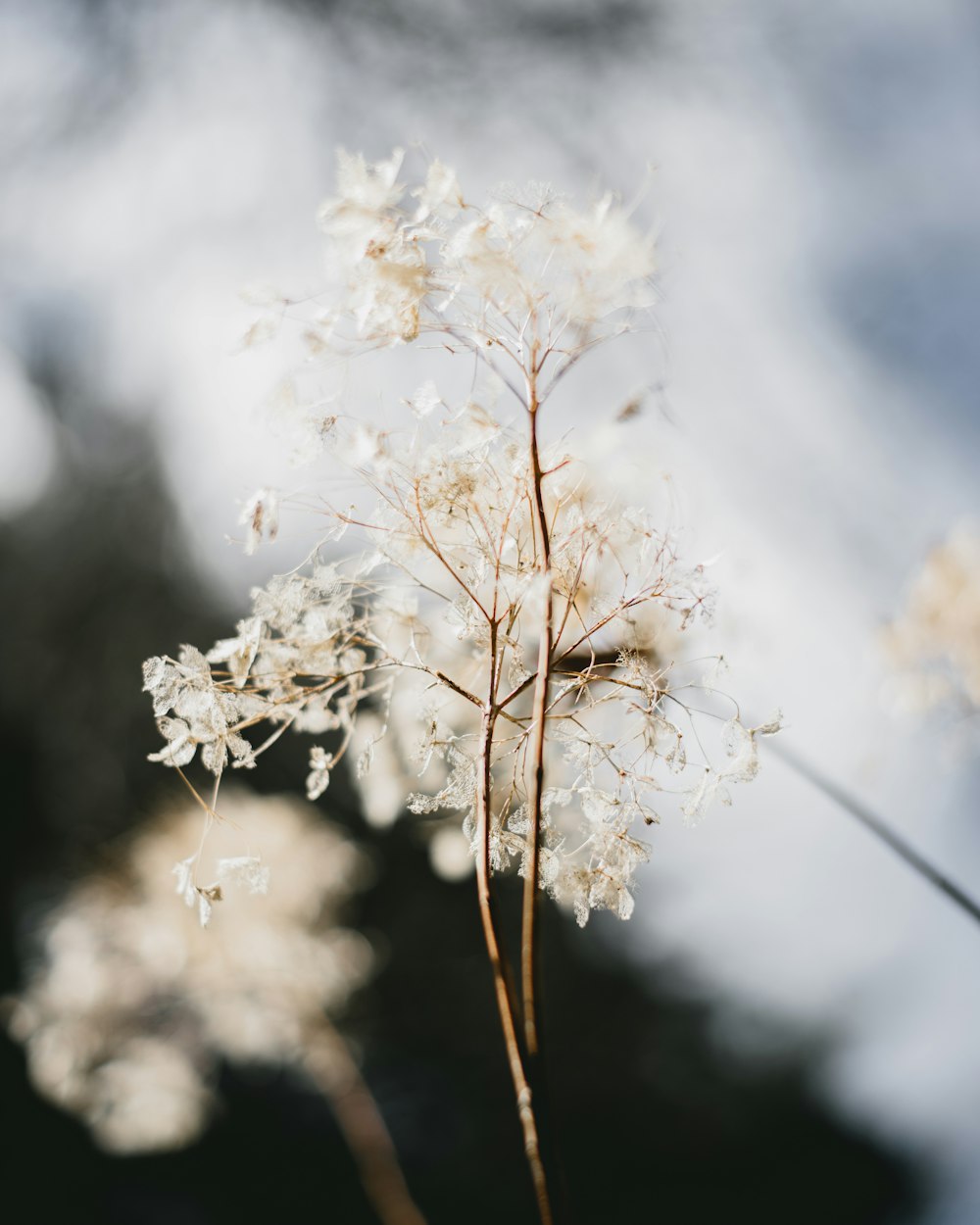 a close up of a plant with a sky in the background