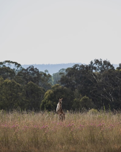 A friendly kangaroo standing in the Australian outback under a clear blue sky.