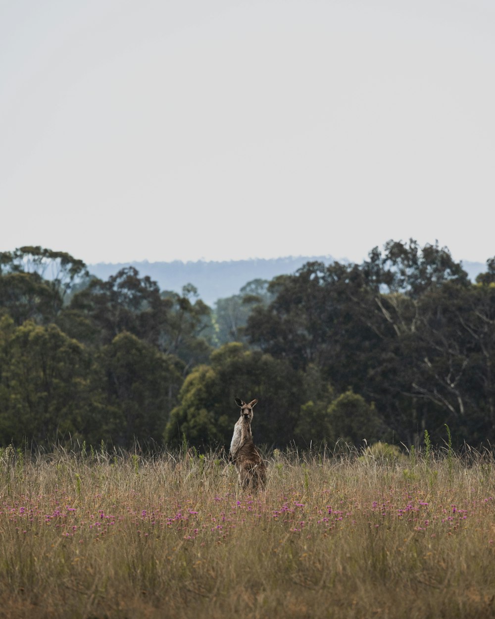 a kangaroo standing in a field with trees in the background