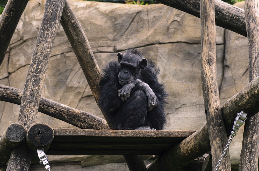 a monkey sitting on a wooden structure in a zoo