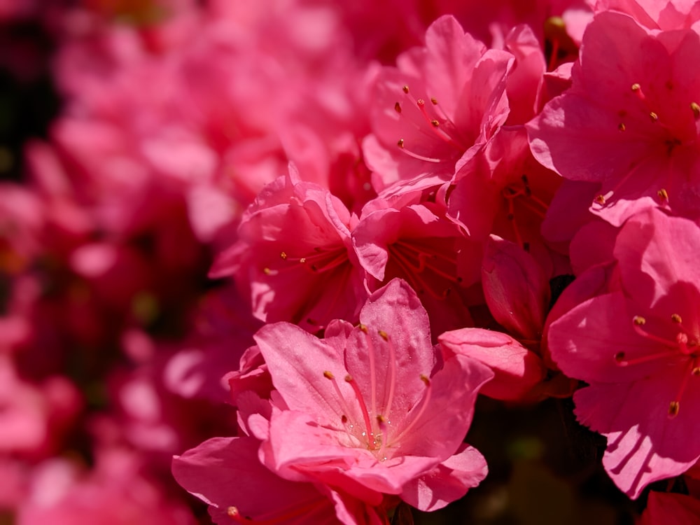 a bunch of pink flowers that are blooming