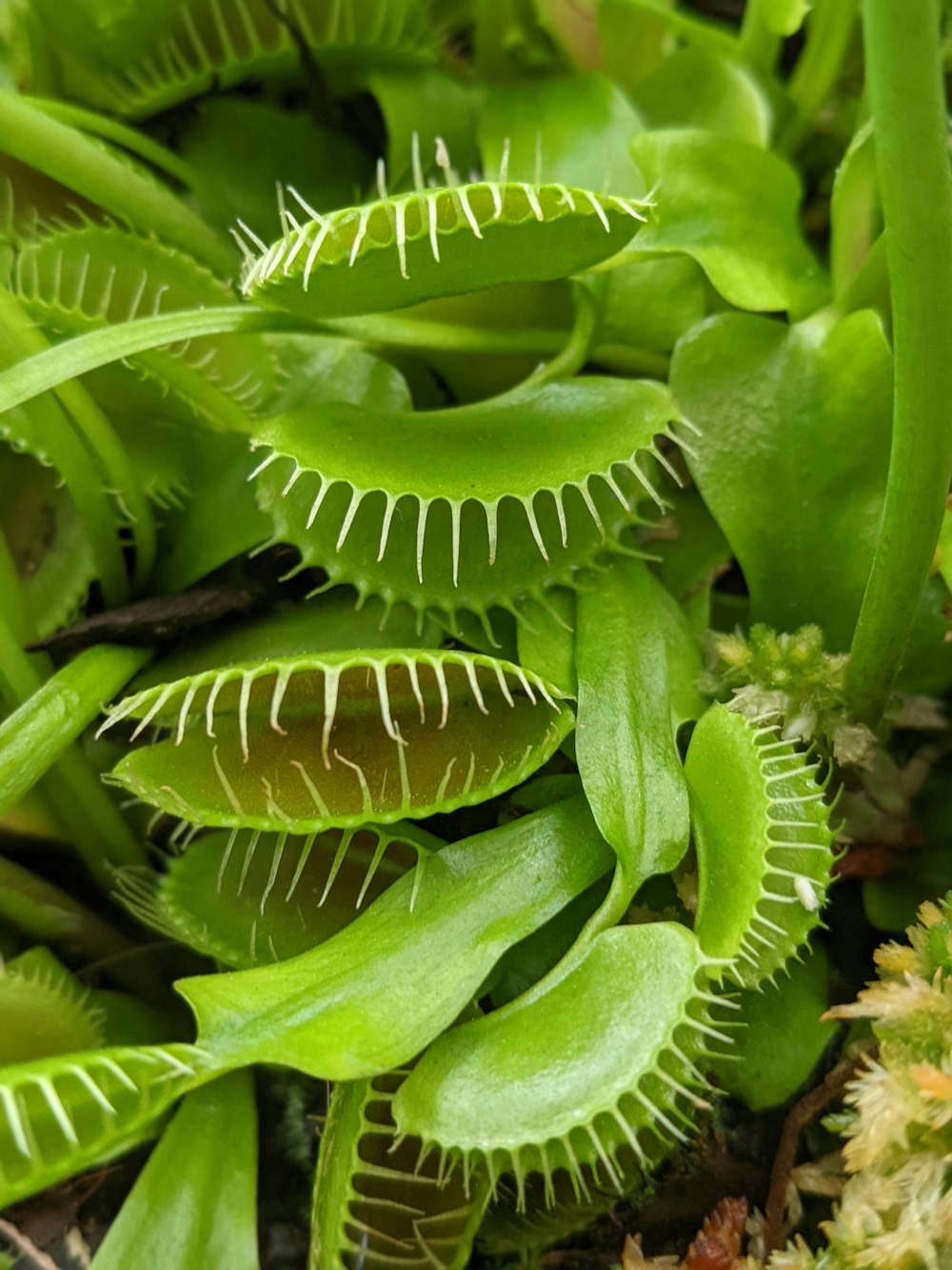 a close up of a plant with green leaves