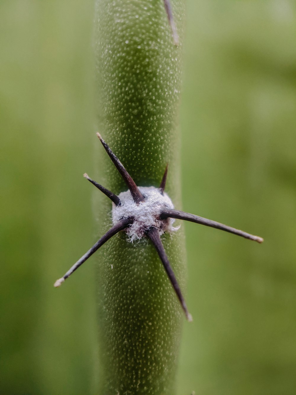 a close up of a green plant with a bug crawling on it