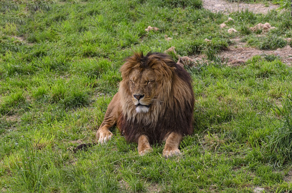 Un leone che giace su un rigoglioso campo verde