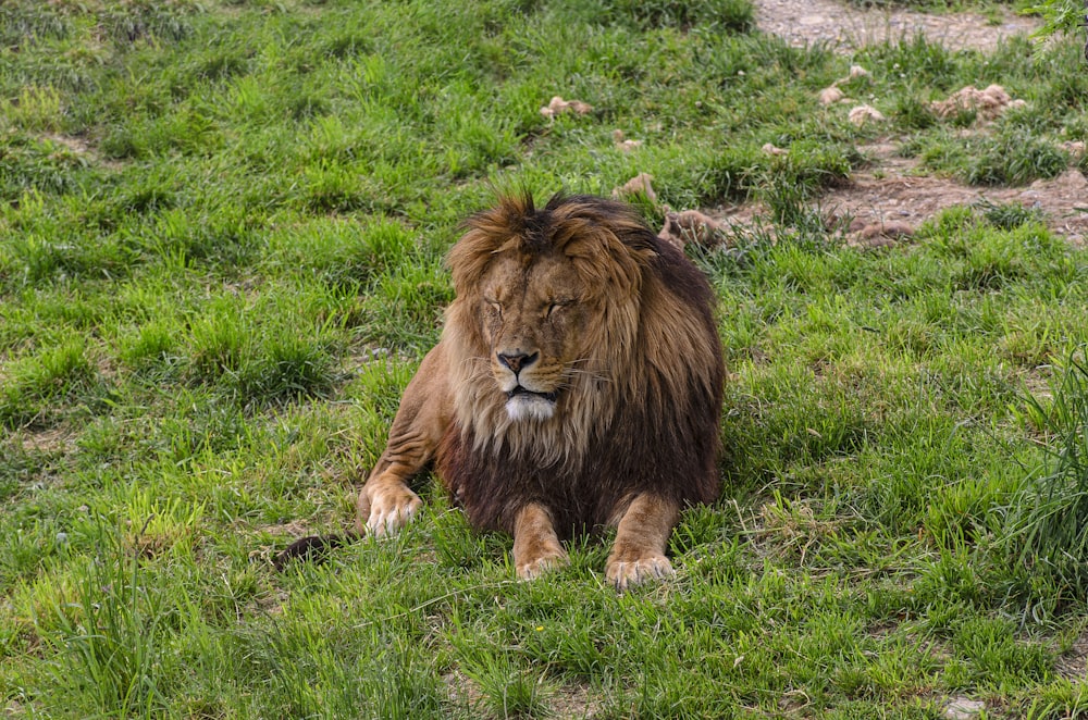 a lion laying on a lush green field