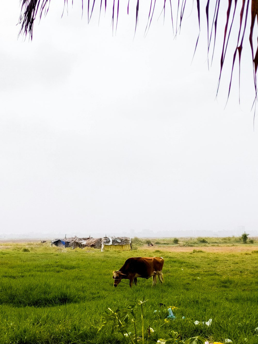 two cows grazing in a field of green grass