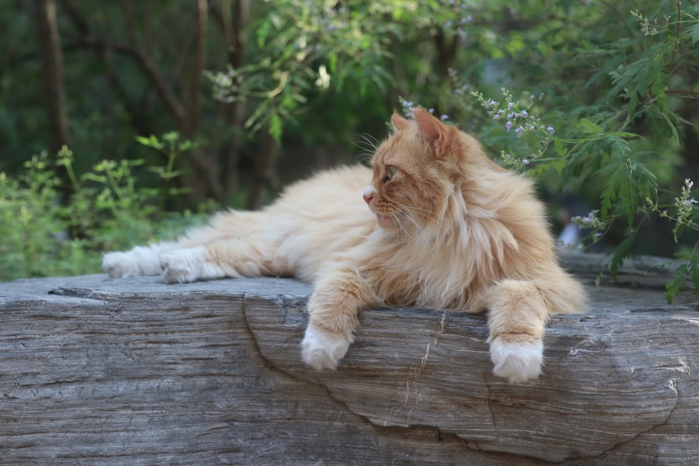a cat laying on top of a wooden log