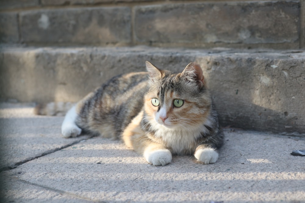 a cat laying on the ground next to some steps