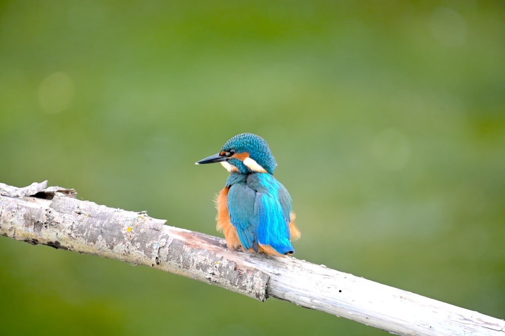 um pequeno pássaro colorido sentado em um galho