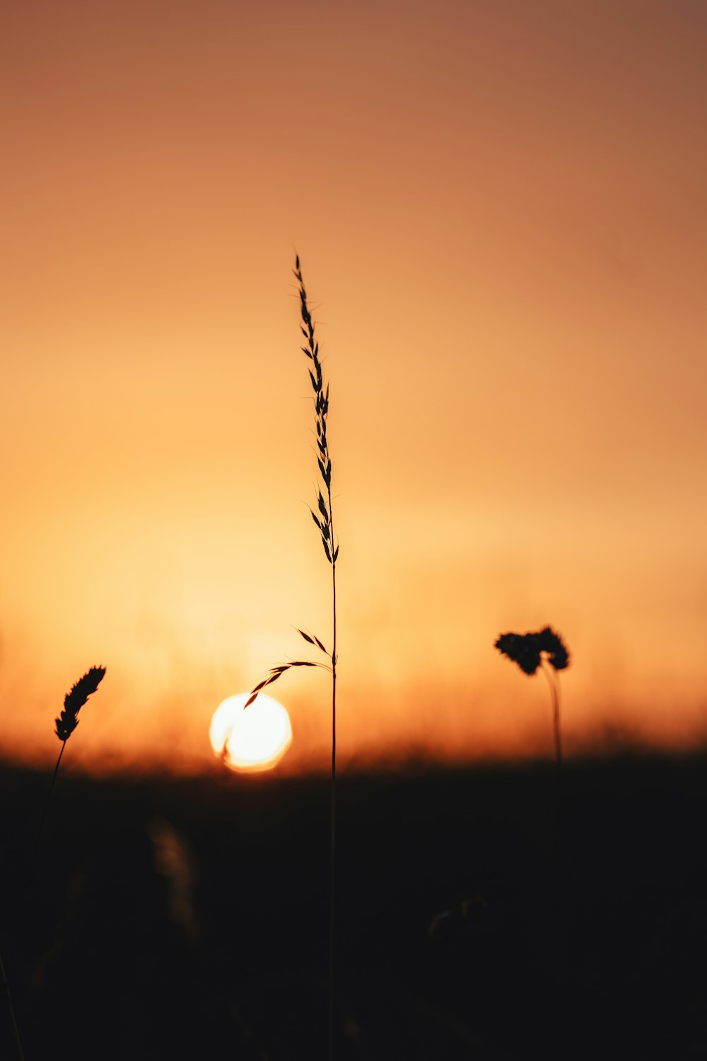 the sun is setting over a field with tall grass