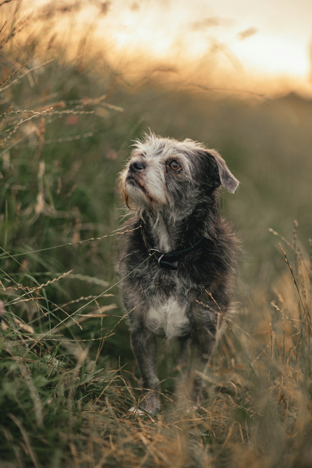 um cão em pé em um campo de grama alta