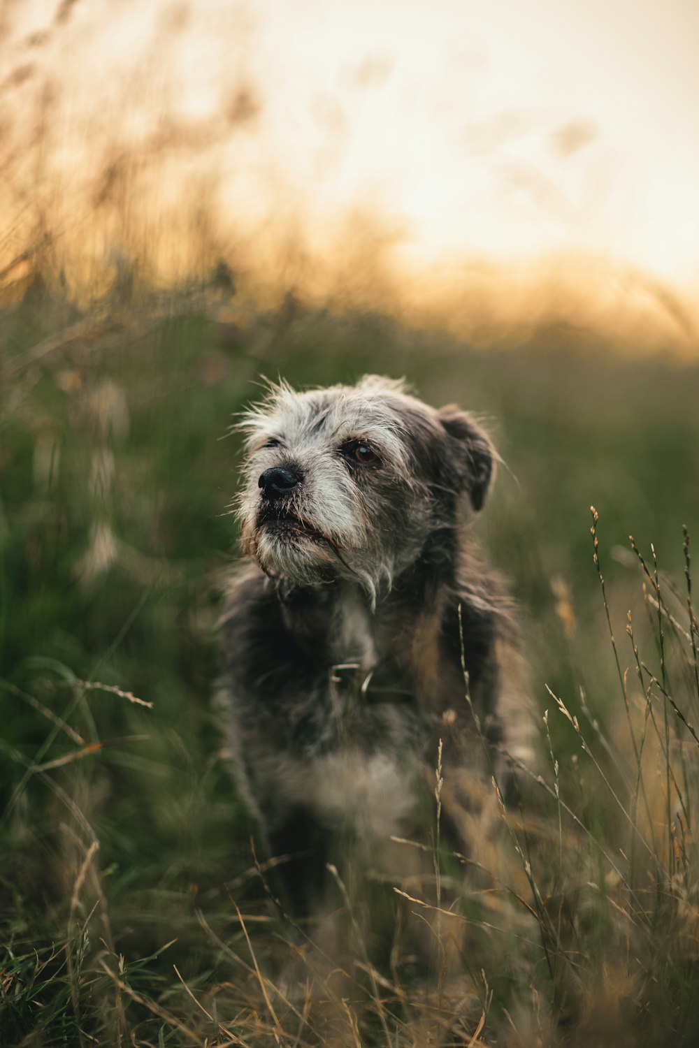 um cão pequeno em pé em um campo de grama alta