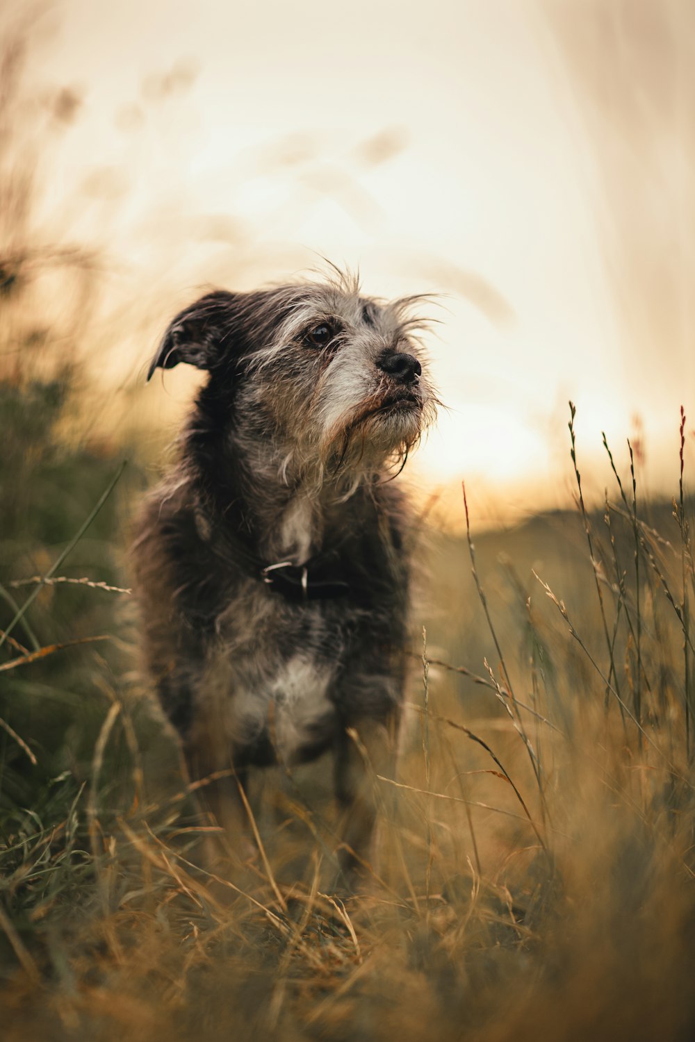 um cão pequeno em pé em um campo de grama alta