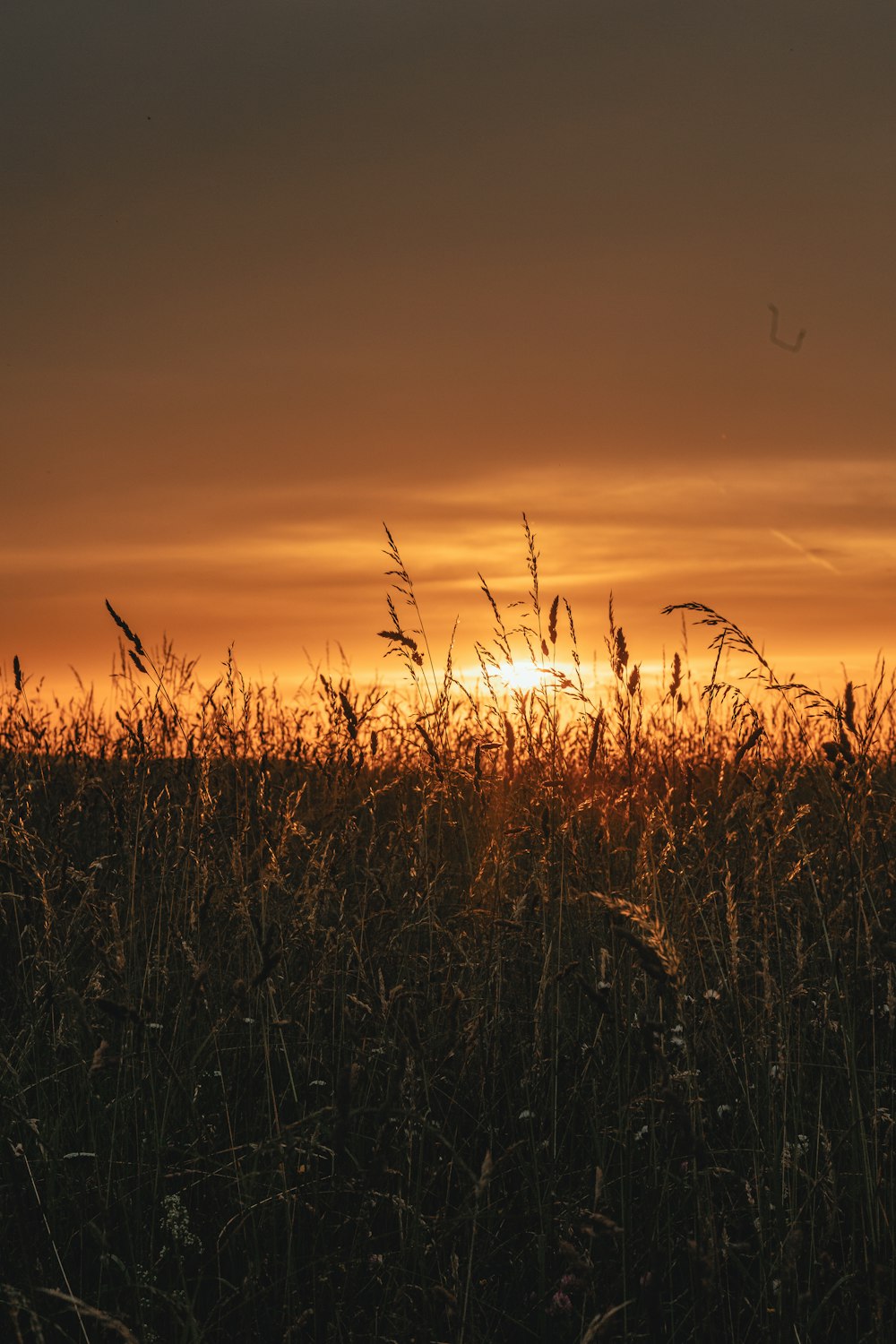 the sun is setting over a field of tall grass