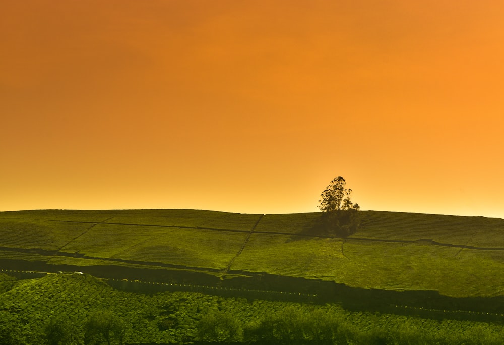 a lone tree on a grassy hill at sunset