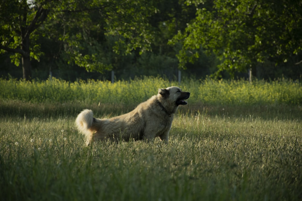 a dog standing in a field with trees in the background